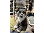 Adopt Mars a Domestic Short Hair