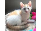Adopt Snickers a Tabby