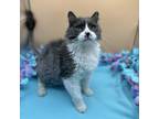 Adopt Kenny--In Foster a Domestic Medium Hair