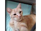 Adopt Dante a Domestic Short Hair
