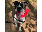 Adopt Sully (Jake) a Labrador Retriever