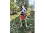 Adopt Bruce a Pit Bull Terrier, Boxer