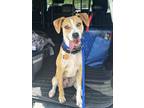 Adopt Caddo Lonestar a Whippet, Greyhound