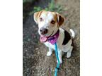 Adopt SpongeBob NJ a Beagle, Brittany Spaniel