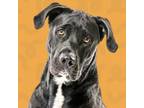 Adopt Biggie a Black Labrador Retriever, Pit Bull Terrier