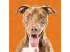 Adopt Coco a Pit Bull Terrier, Mixed Breed