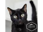 Adopt Matrix a Domestic Short Hair
