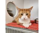 Adopt Goldfish a Domestic Short Hair