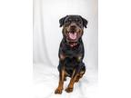 Adopt Simba a Rottweiler