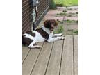 Adopt MI/Victor a Brittany Spaniel