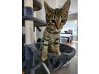 Adopt Mowgli a American Shorthair