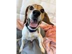 Adopt Maximus a Beagle
