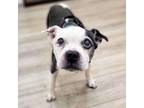 Adopt Slim a Boston Terrier, Mixed Breed