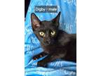 Adopt Digby a Domestic Short Hair