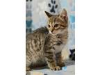 Adopt Declan a Domestic Short Hair