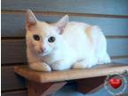 Adopt Arctic a Domestic Short Hair