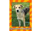 Adopt Brodie a German Shepherd Dog, Catahoula Leopard Dog
