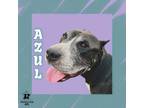 Adopt Azul a Mixed Breed