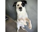 Adopt Left Behind a Collie, Mixed Breed