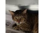 Adopt Romeo a Domestic Short Hair