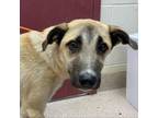 Adopt Mickey a Shepherd, Anatolian Shepherd