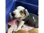Adopt Cash a Mixed Breed