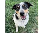 Adopt Ranger a Australian Cattle Dog / Blue Heeler
