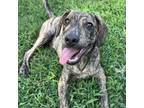 Adopt Moose a Mountain Cur, Retriever