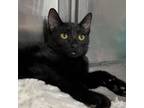 Adopt Oregano a Domestic Short Hair