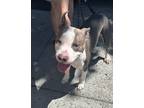 Adopt Rabbit (mcas) a Pit Bull Terrier, Bull Terrier