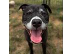 Adopt Phil a Terrier