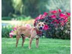 Adopt Jack a Black Mouth Cur
