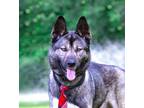 Adopt Dash a Akita, Shepherd