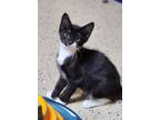 Adopt Timmy a Domestic Short Hair