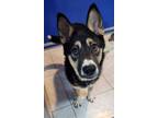 Adopt Blaze a Shepherd, Husky