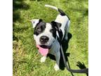 Adopt Salem a Mixed Breed