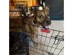 Adopt Tango a Mixed Breed