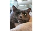 Adopt Agat 53558 a Domestic Long Hair, Domestic Short Hair