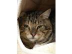 Adopt Midgar 53564 a Domestic Short Hair