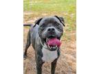 Adopt Michael Kellam 14449 a Mixed Breed
