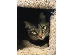 Adopt Salvador 47563 a Domestic Long Hair, Domestic Short Hair