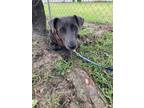 Adopt Leon a Labrador Retriever