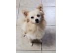 Adopt Murphy a Pomeranian, Mixed Breed