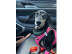 Adopt Sammy a Dachshund, Mixed Breed