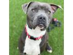 Adopt Simon a Pit Bull Terrier