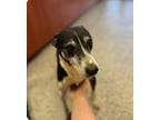 Adopt Screech + a Terrier
