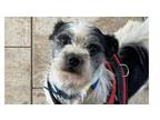 Adopt Zack~ a Boston Terrier, Jack Russell Terrier