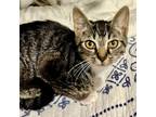 Adopt Lovey Leo a Tabby, Domestic Short Hair