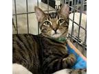 Adopt William Wallace a Tabby, Domestic Short Hair