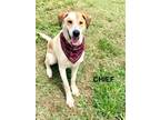 Adopt Chief (formerly Monroe) a English Foxhound, Treeing Walker Coonhound